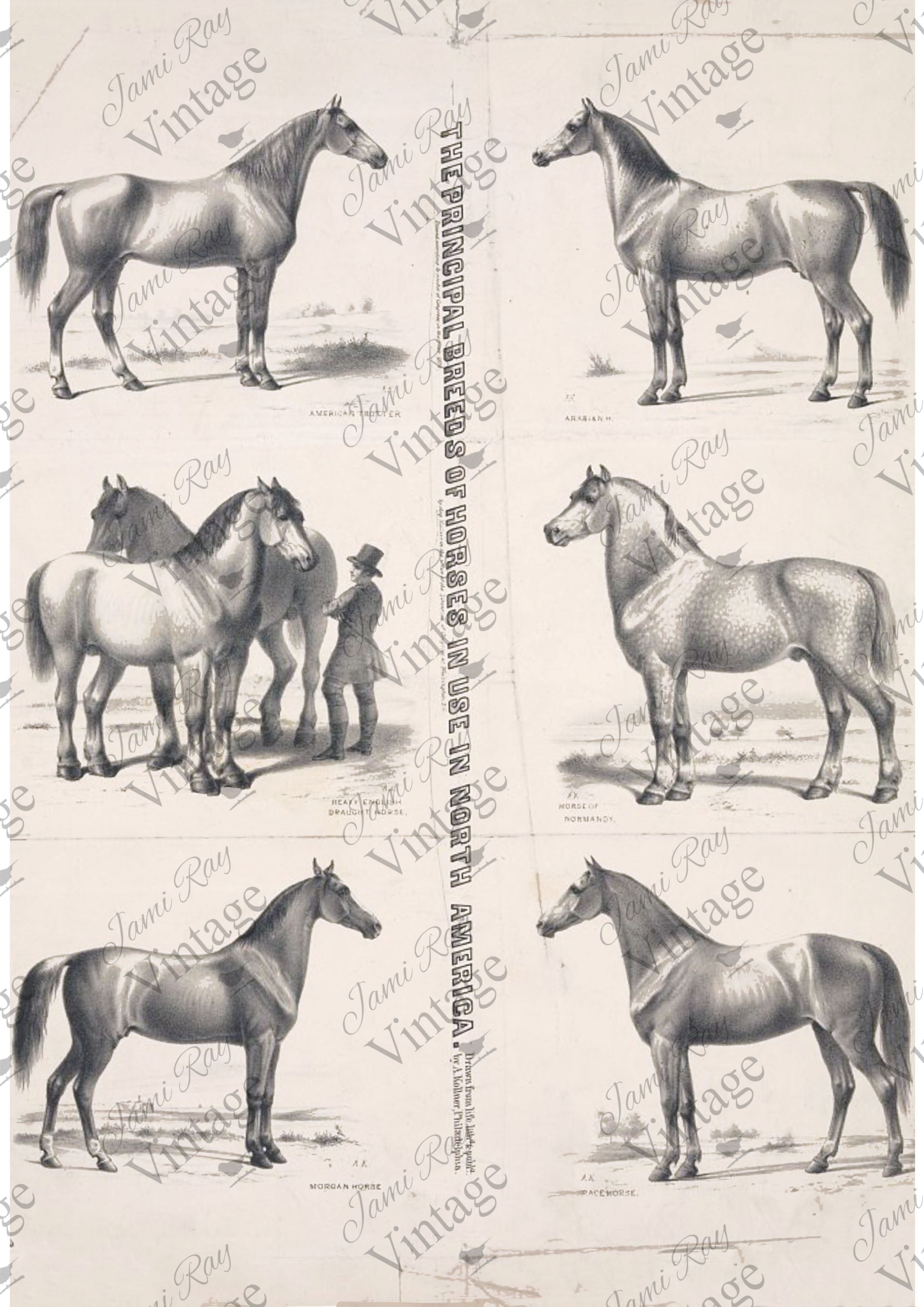 Principal Horses | Discontinued JRV A4 Rice Paper