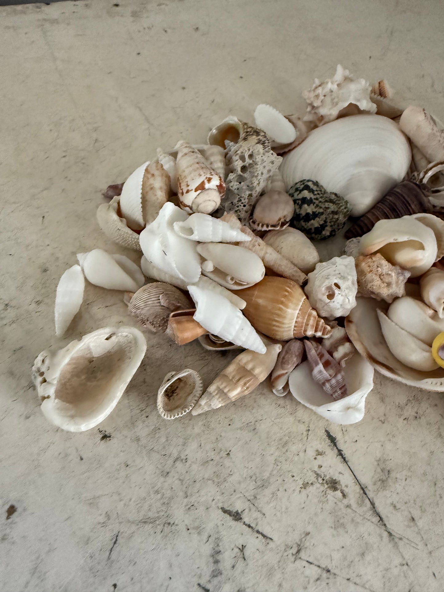 Set of Sea Shells