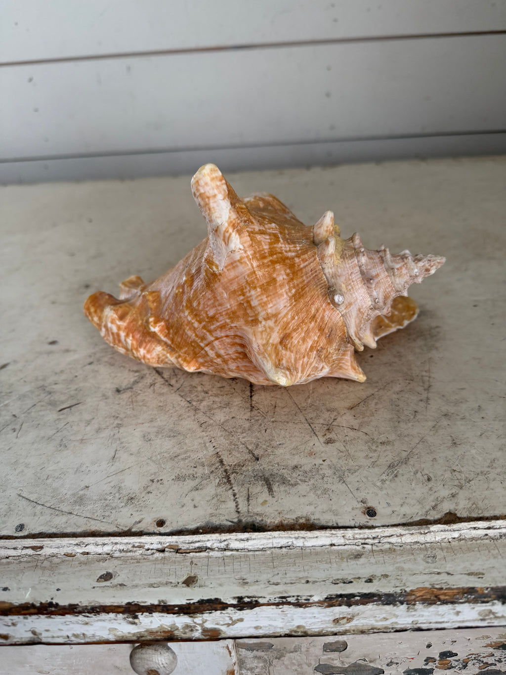 Queen Conch Shell