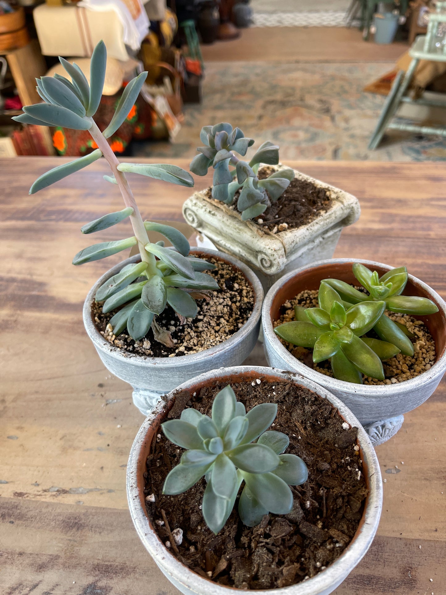 Pot with succulent - sold individually