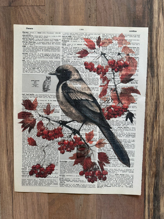 Robin on Berry Branch Dictionary Page