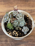 Royal Doulton flower, lace, teacup with live succulent