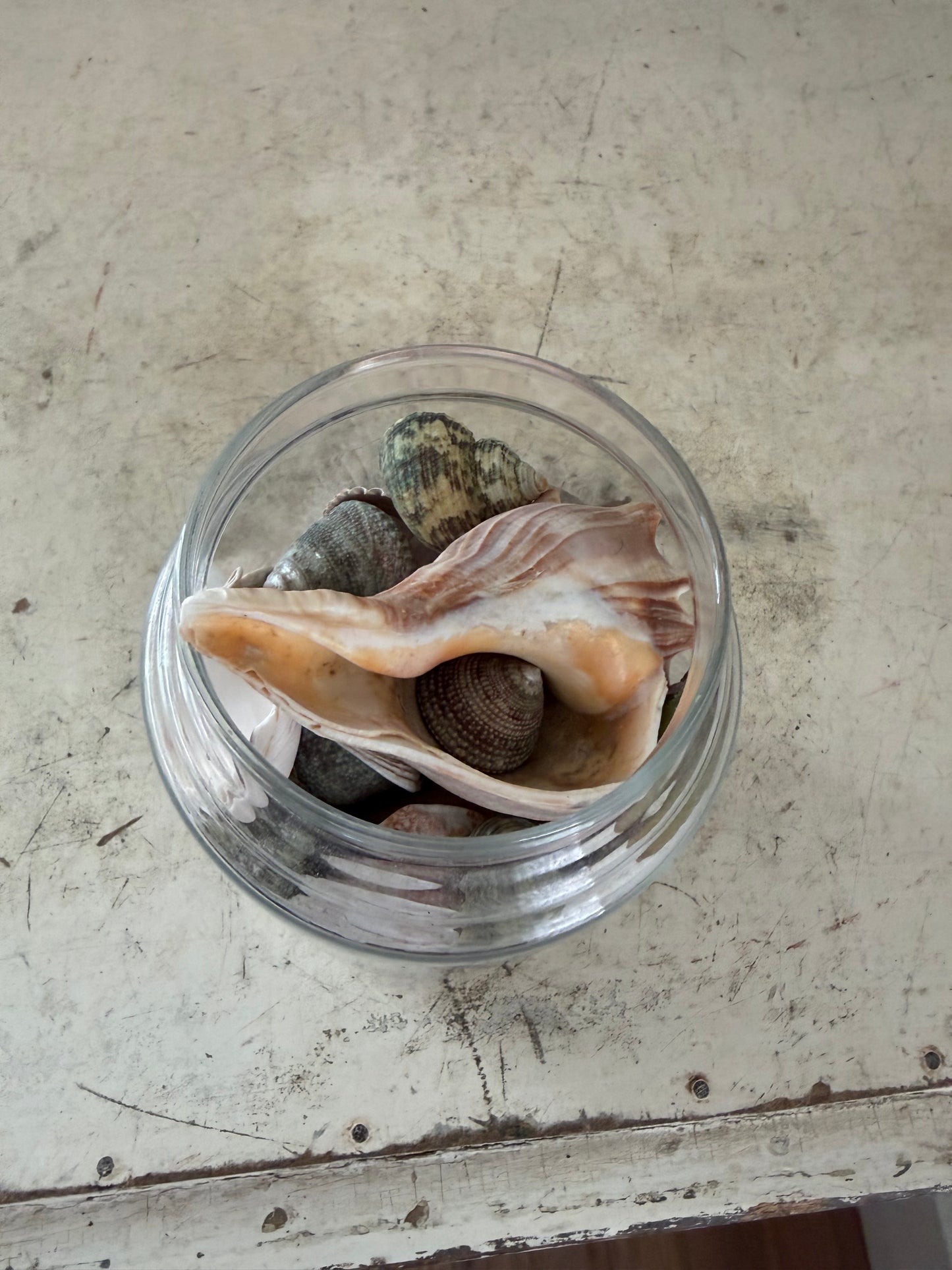 Glass Jar Filled With Seashells - No lid