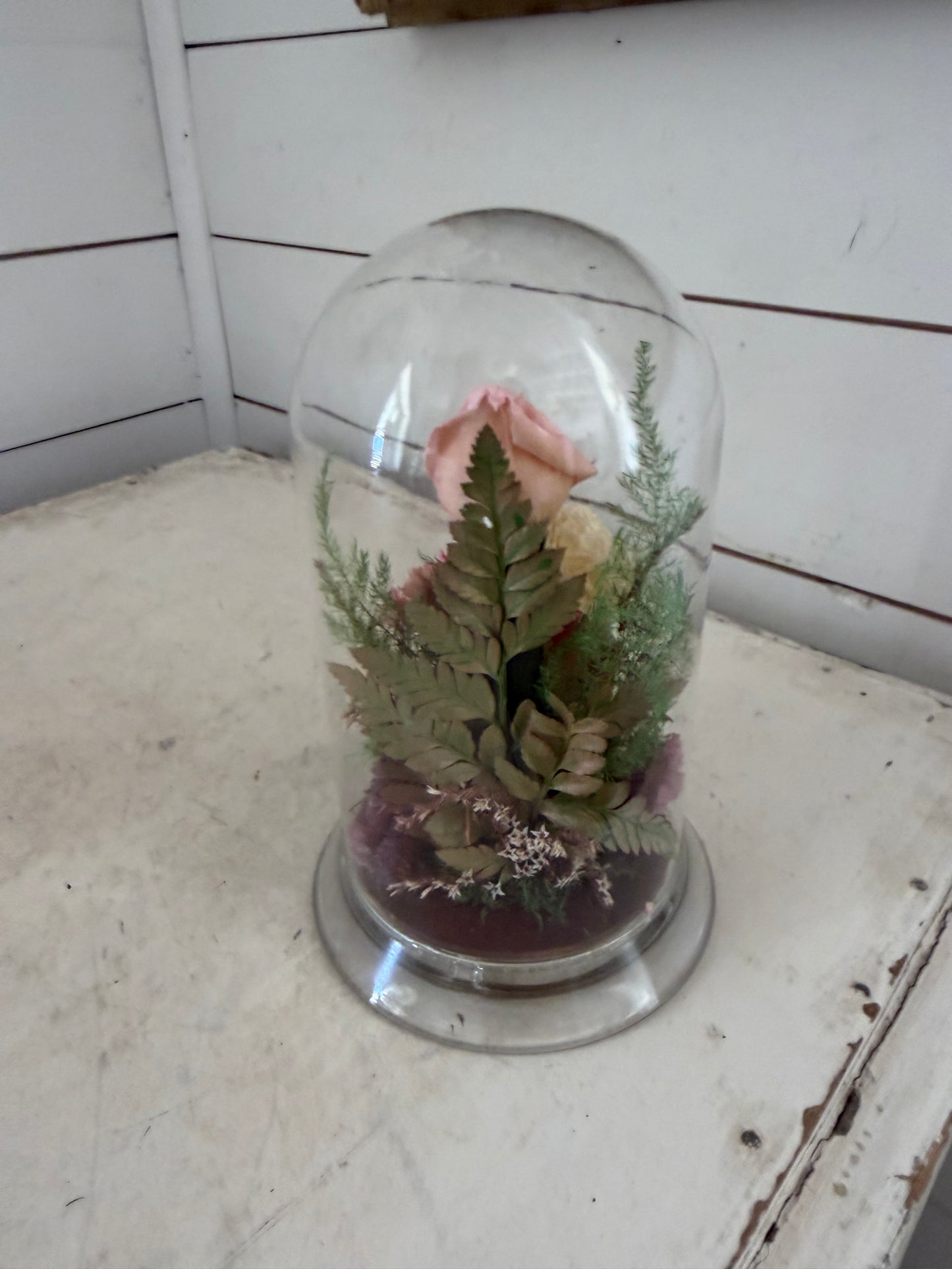 Preserved floral roses in glass dome