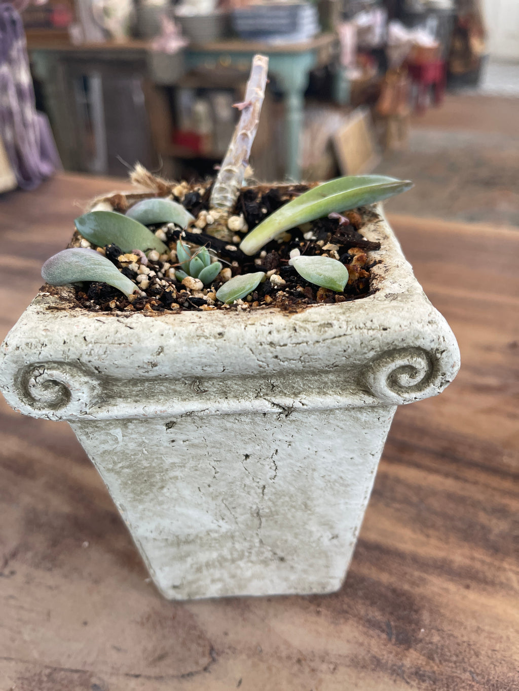 Pot with succulent - sold individually