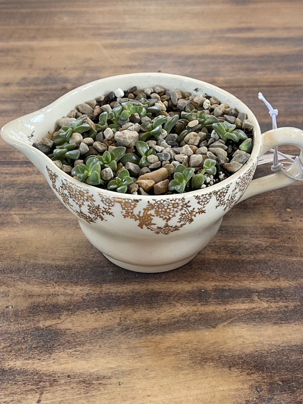 Teacup Succulent Garden- sold individually
