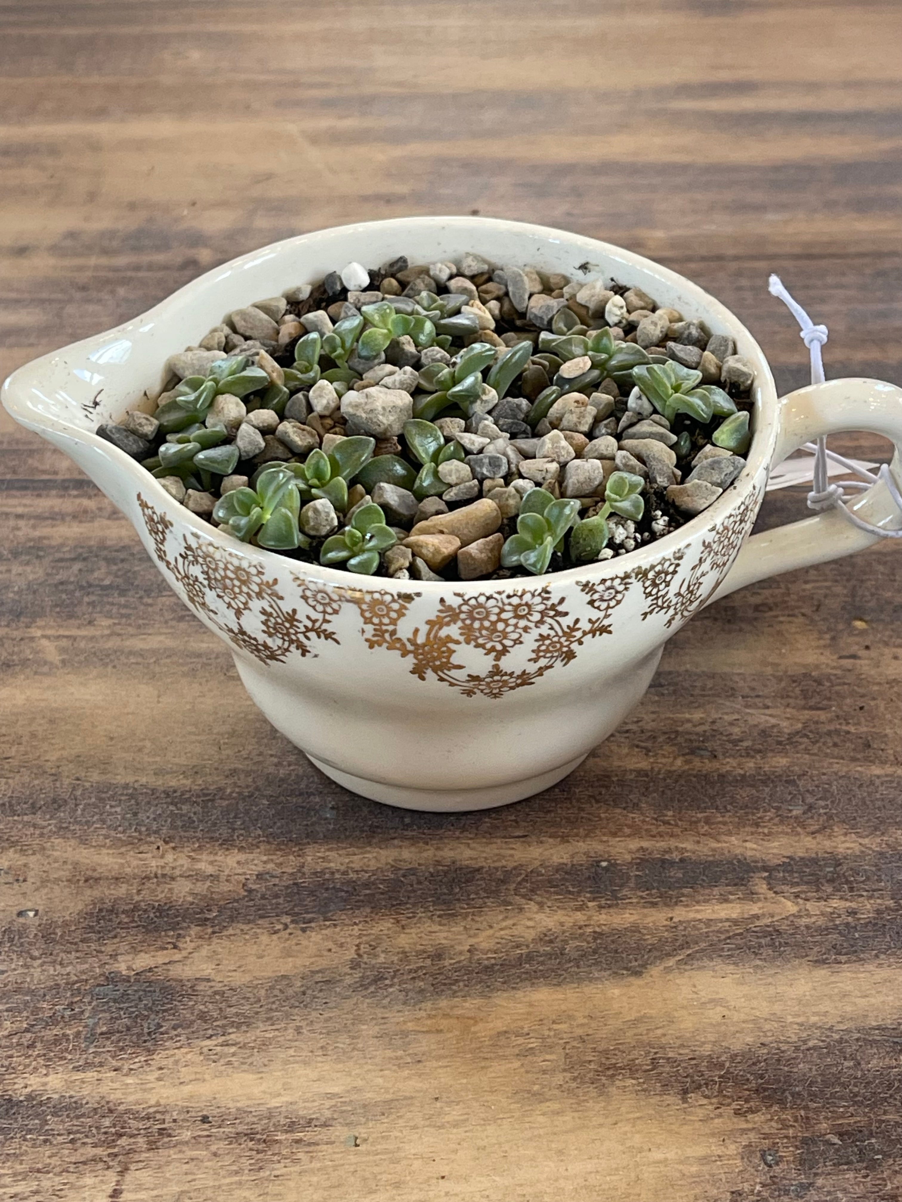 Teacup Succulent Garden- sold individually