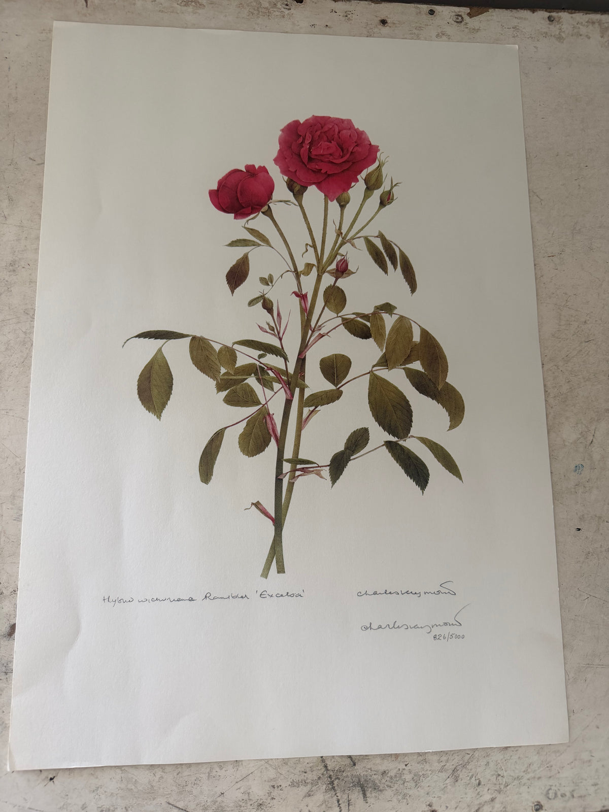Frame will get painted and botanical print