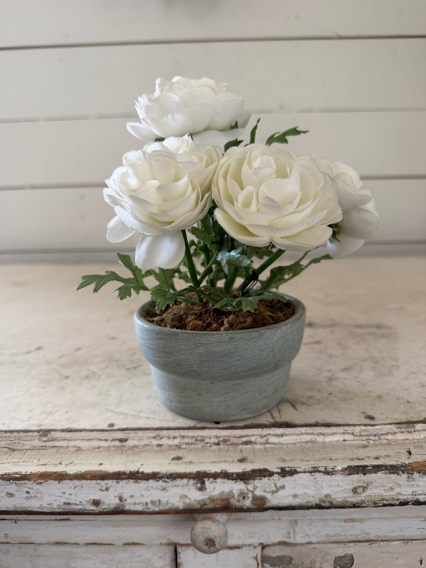Peonies in cement Pot will get makeover