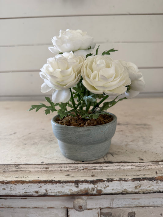 Peonies in cement Pot will get makeover