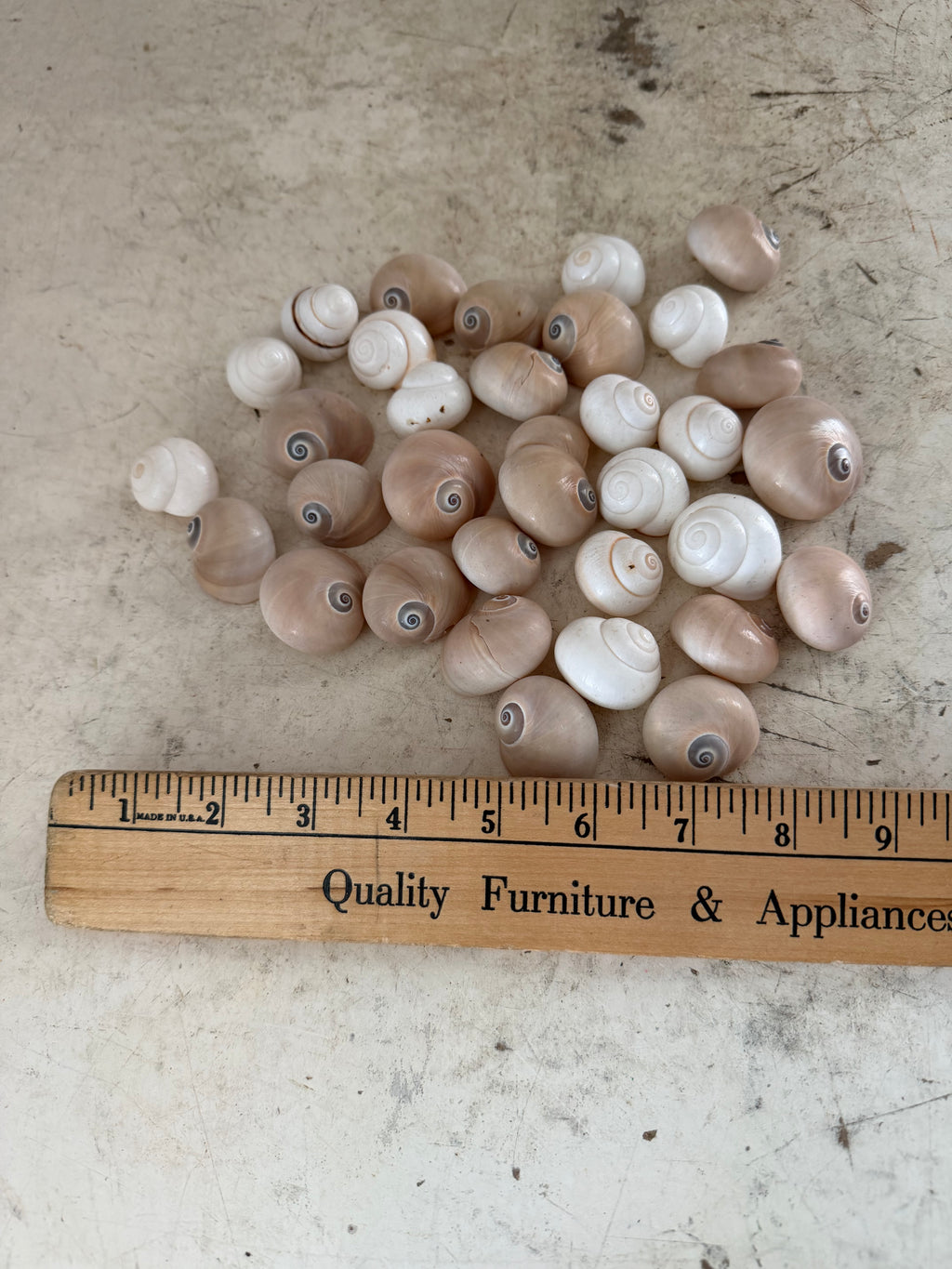 Sharks eye sea Shells - Sold in randomly chosen sets of 4