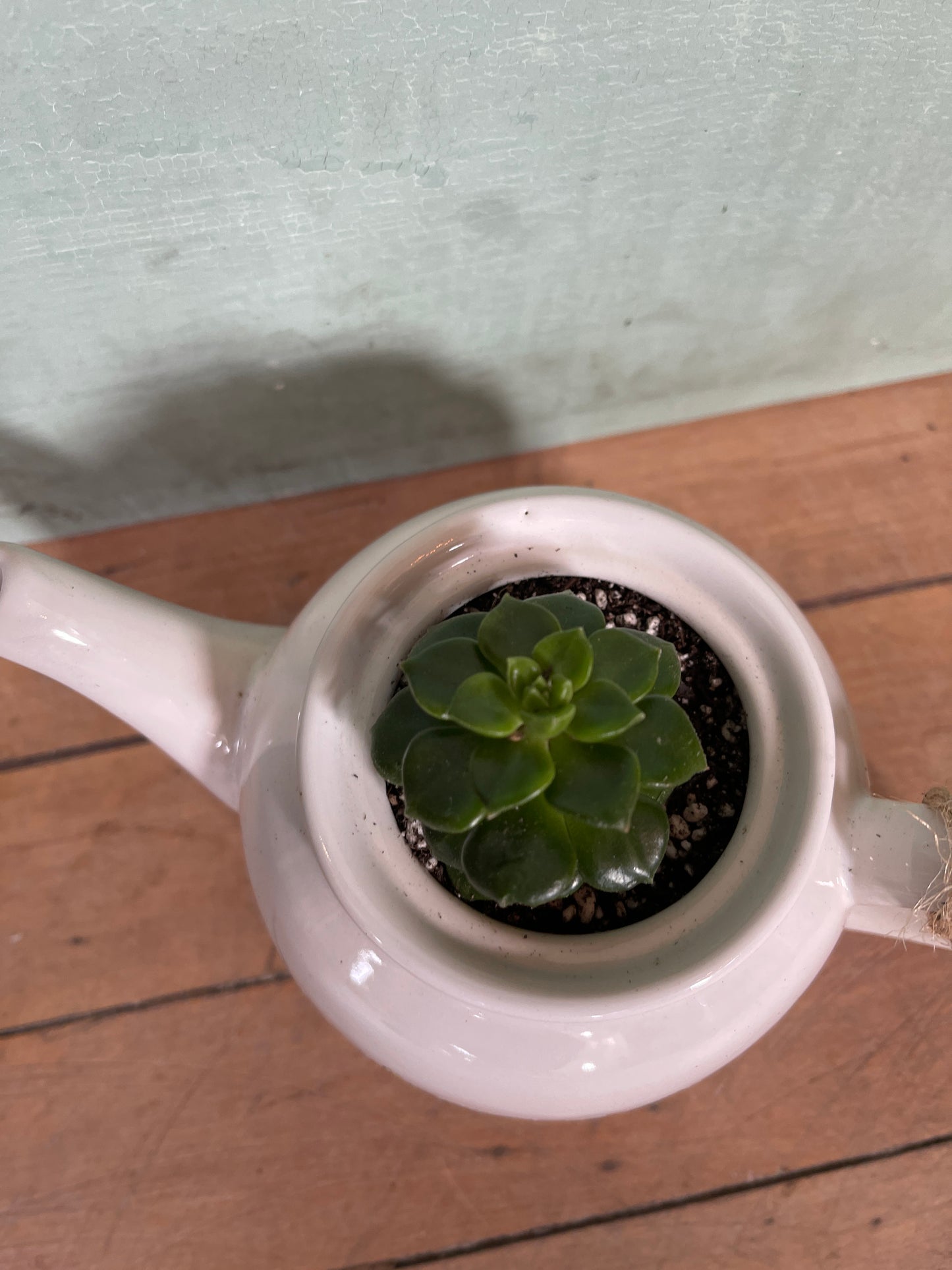 Floral Teapot with Live Succulent