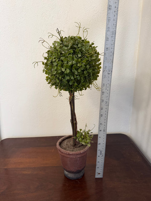 Boxwood Topiary in aged pot