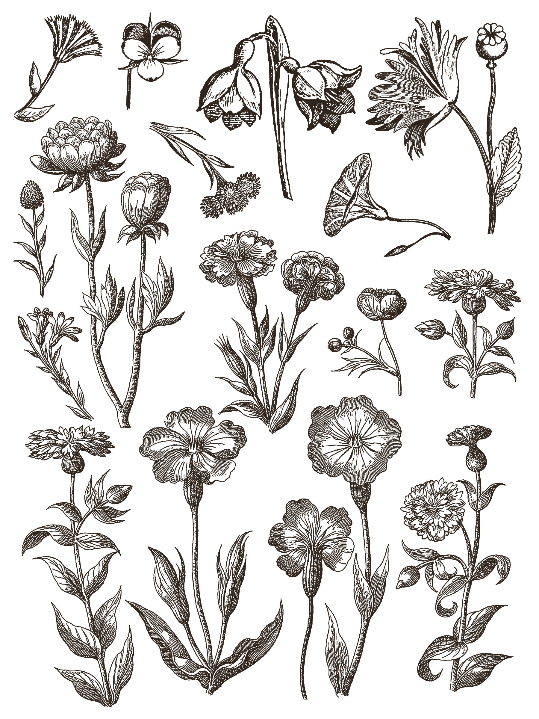 Floriography | Paint Inlay | IOD Iron Orchid Designs