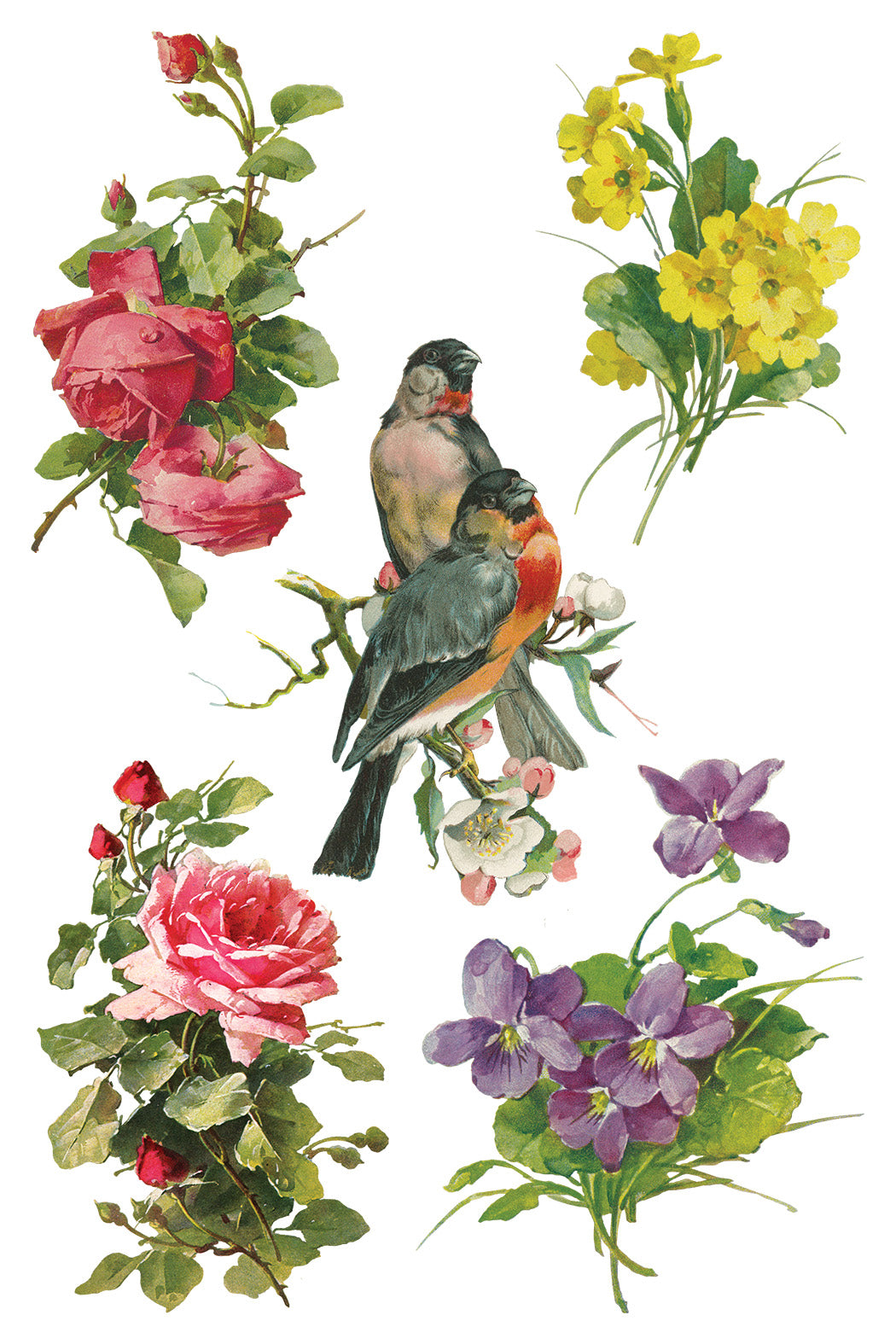 Catharina | Transfer | IOD Iron Orchid Designs