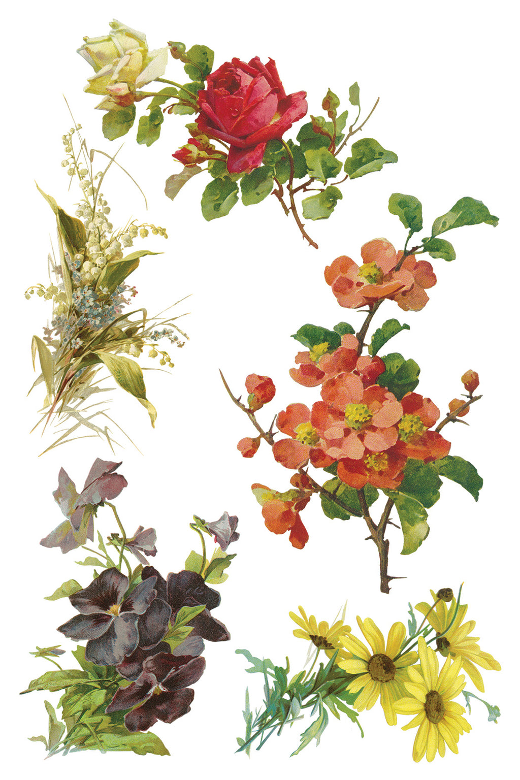 Catharina | Transfer | IOD Iron Orchid Designs