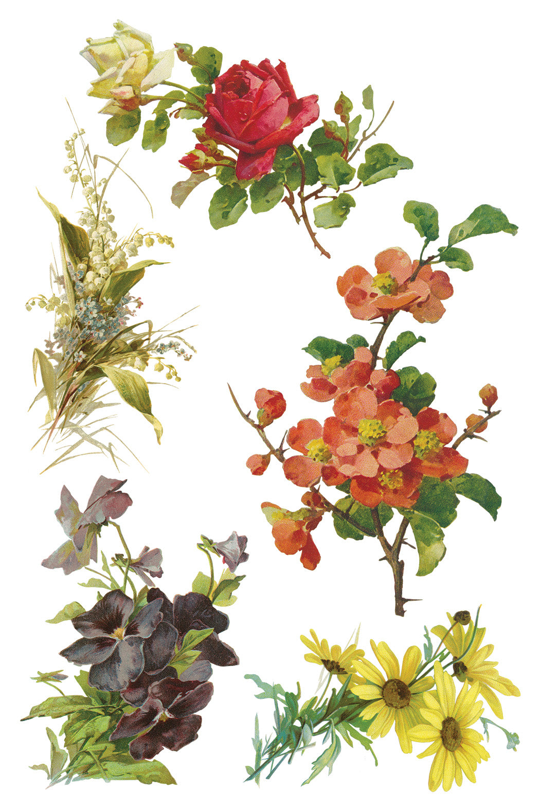 Catharina | Transfer | IOD Iron Orchid Designs