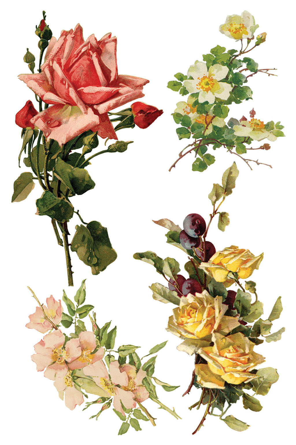 Catharina | Transfer | IOD Iron Orchid Designs