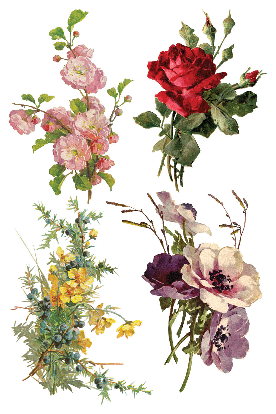 Catharina | Transfer | IOD Iron Orchid Designs