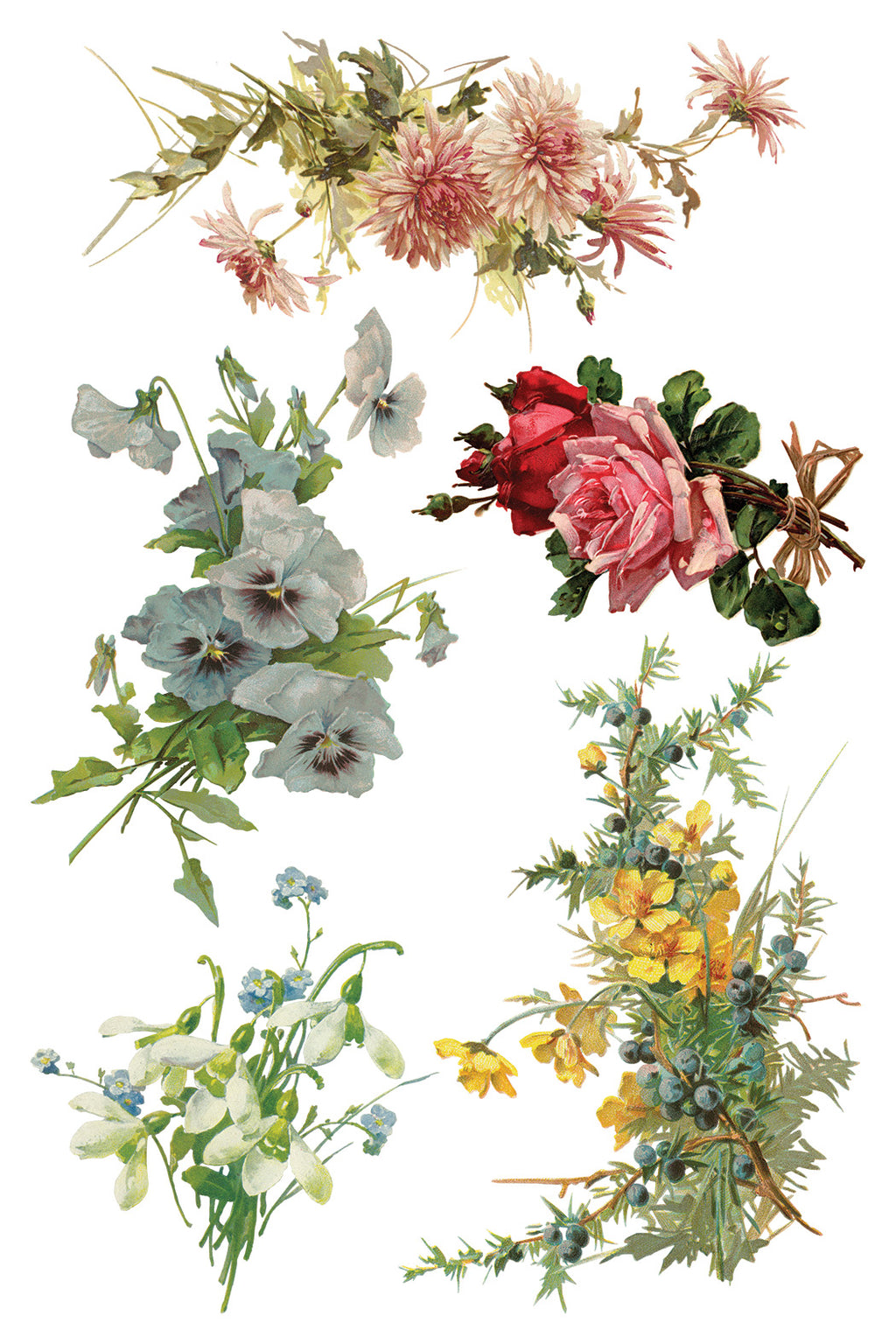 Catharina | Transfer | IOD Iron Orchid Designs