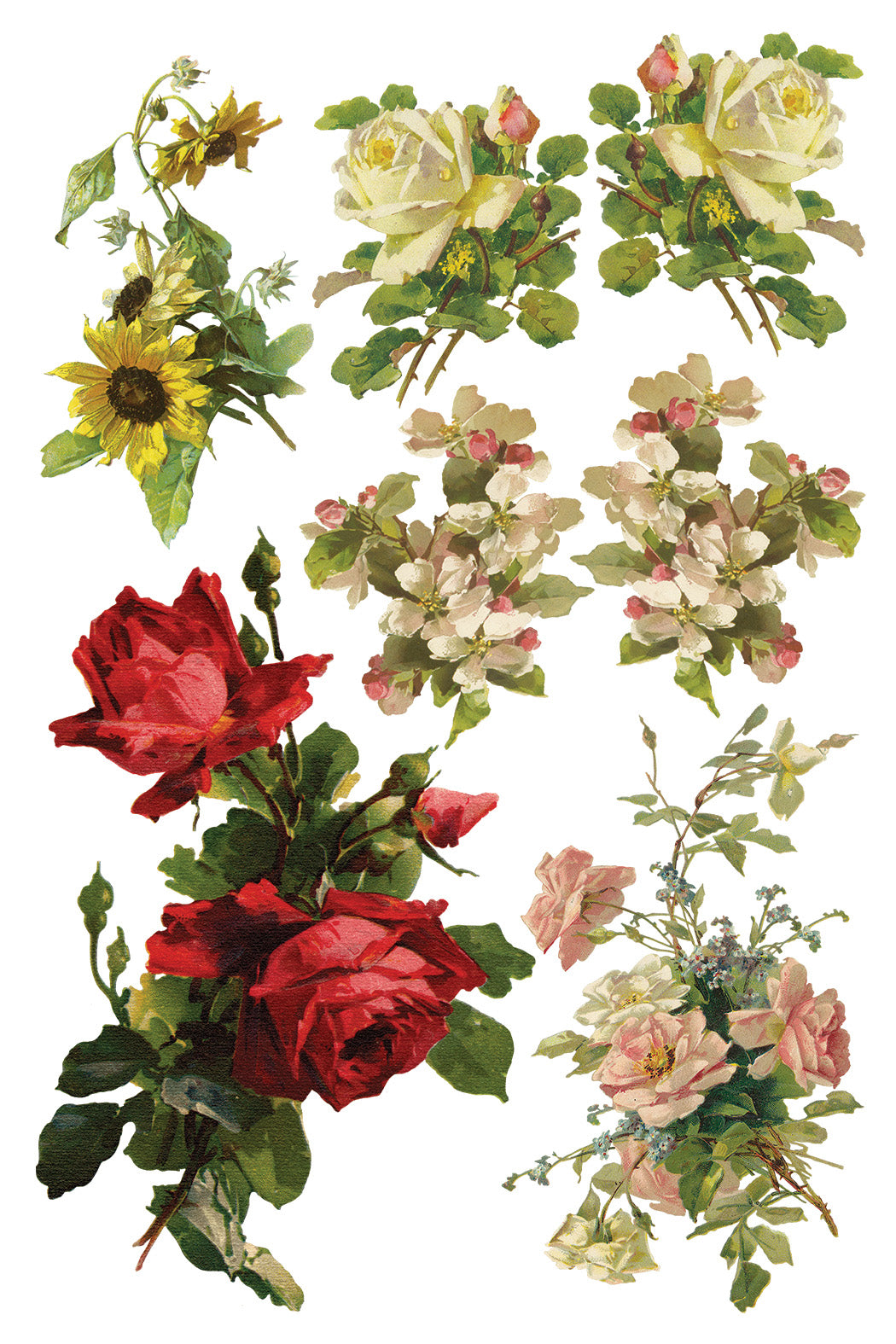 Catharina | Transfer | IOD Iron Orchid Designs