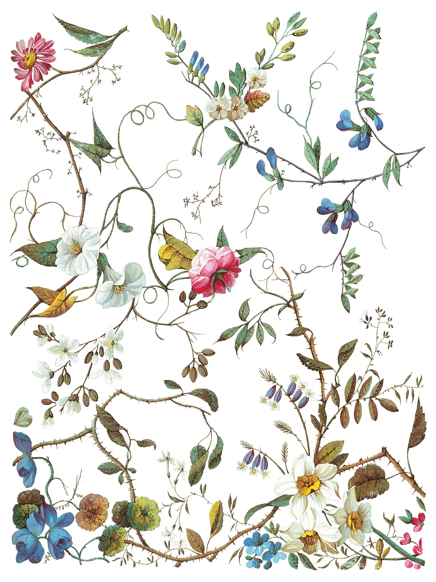 Lost Garden | Transfer | IOD Iron Orchid Designs