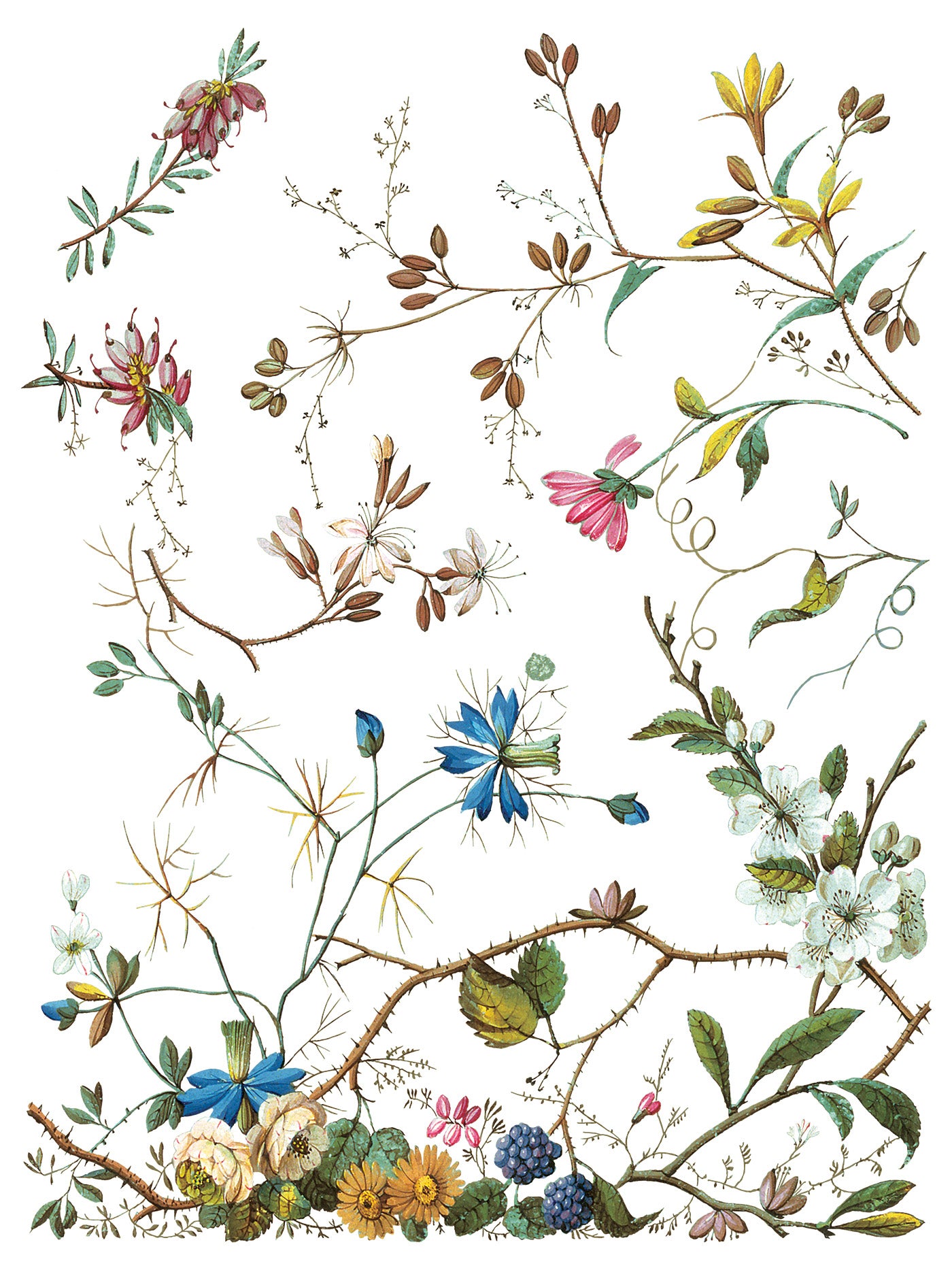 Lost Garden | Transfer | IOD Iron Orchid Designs