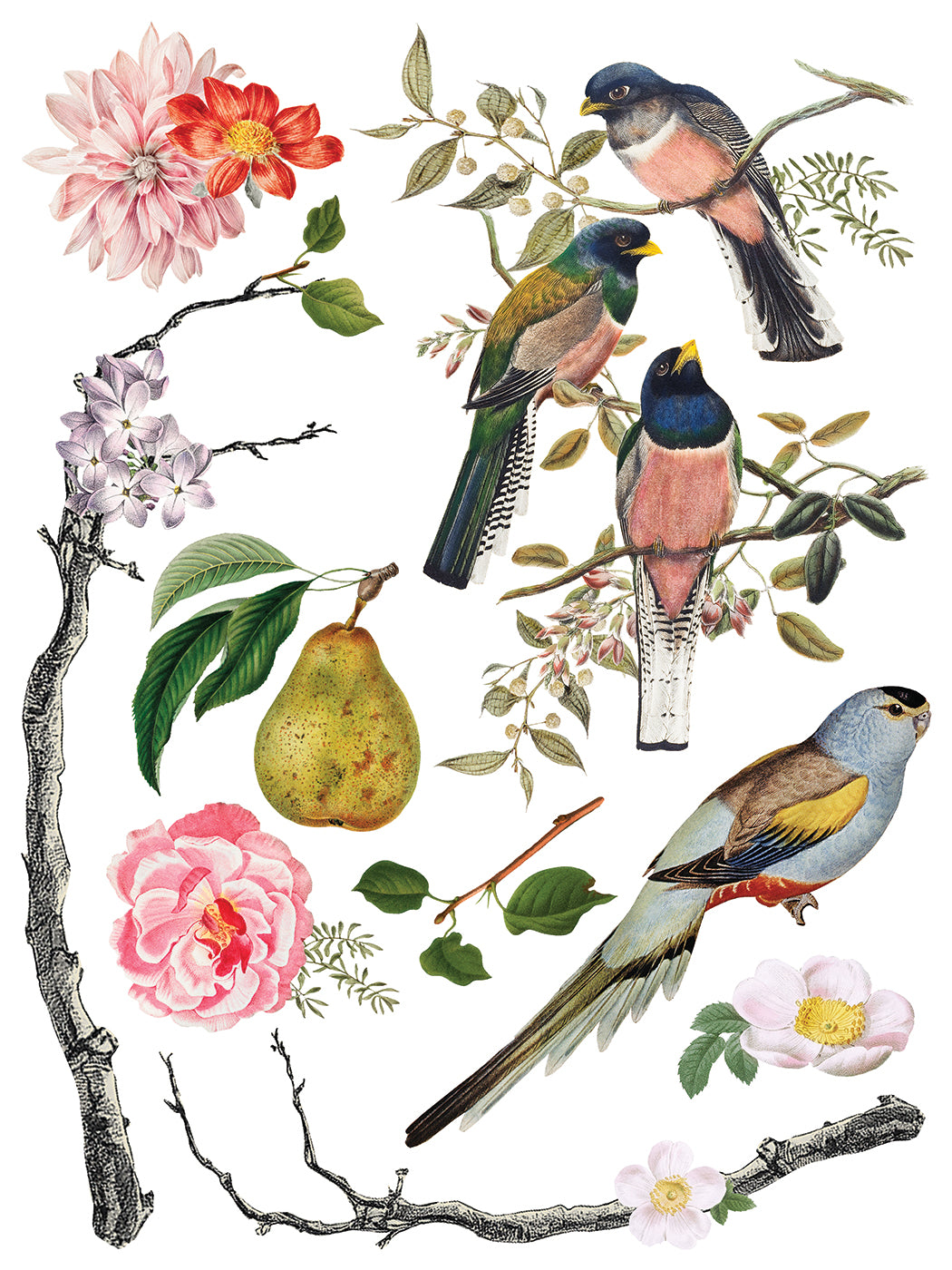 Menagerie | Transfer | IOD Iron Orchid Designs
