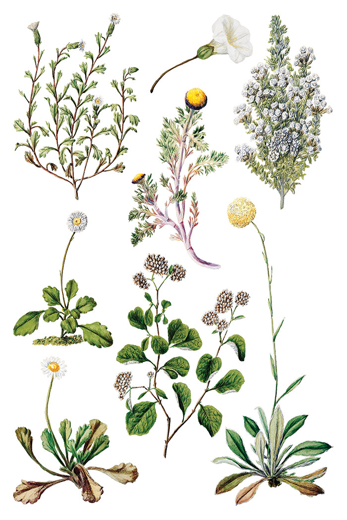 Sarah Featon's Botanicals | Transfer | IOD Iron Orchid Designs