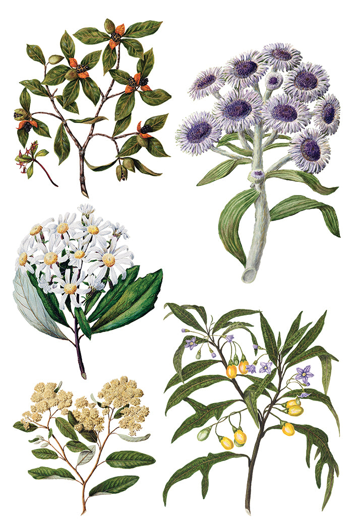 Sarah Featon's Botanicals | Transfer | IOD Iron Orchid Designs