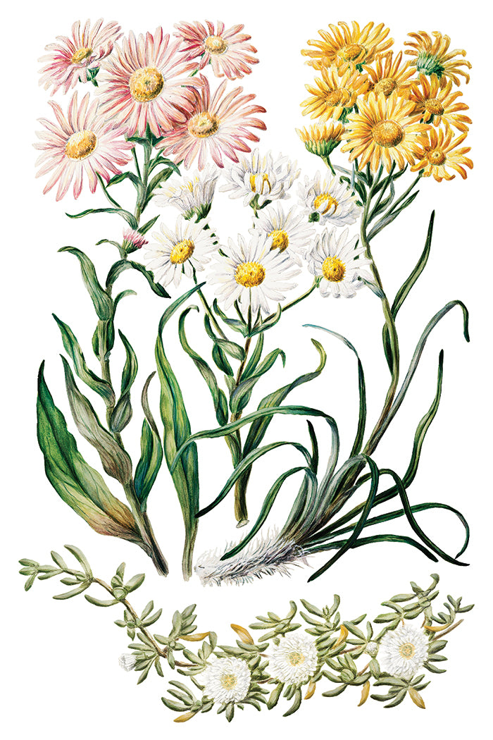 Sarah Featon's Botanicals | Transfer | IOD Iron Orchid Designs