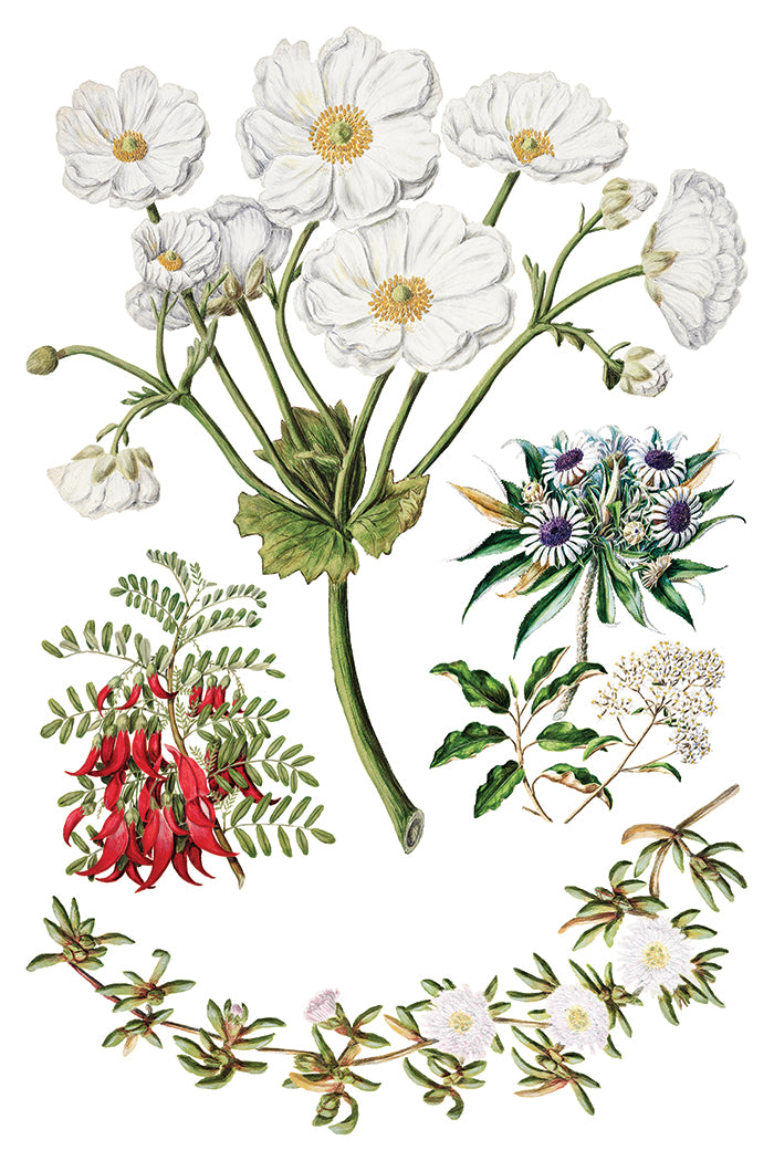 Sarah Featon's Botanicals | Transfer | IOD Iron Orchid Designs