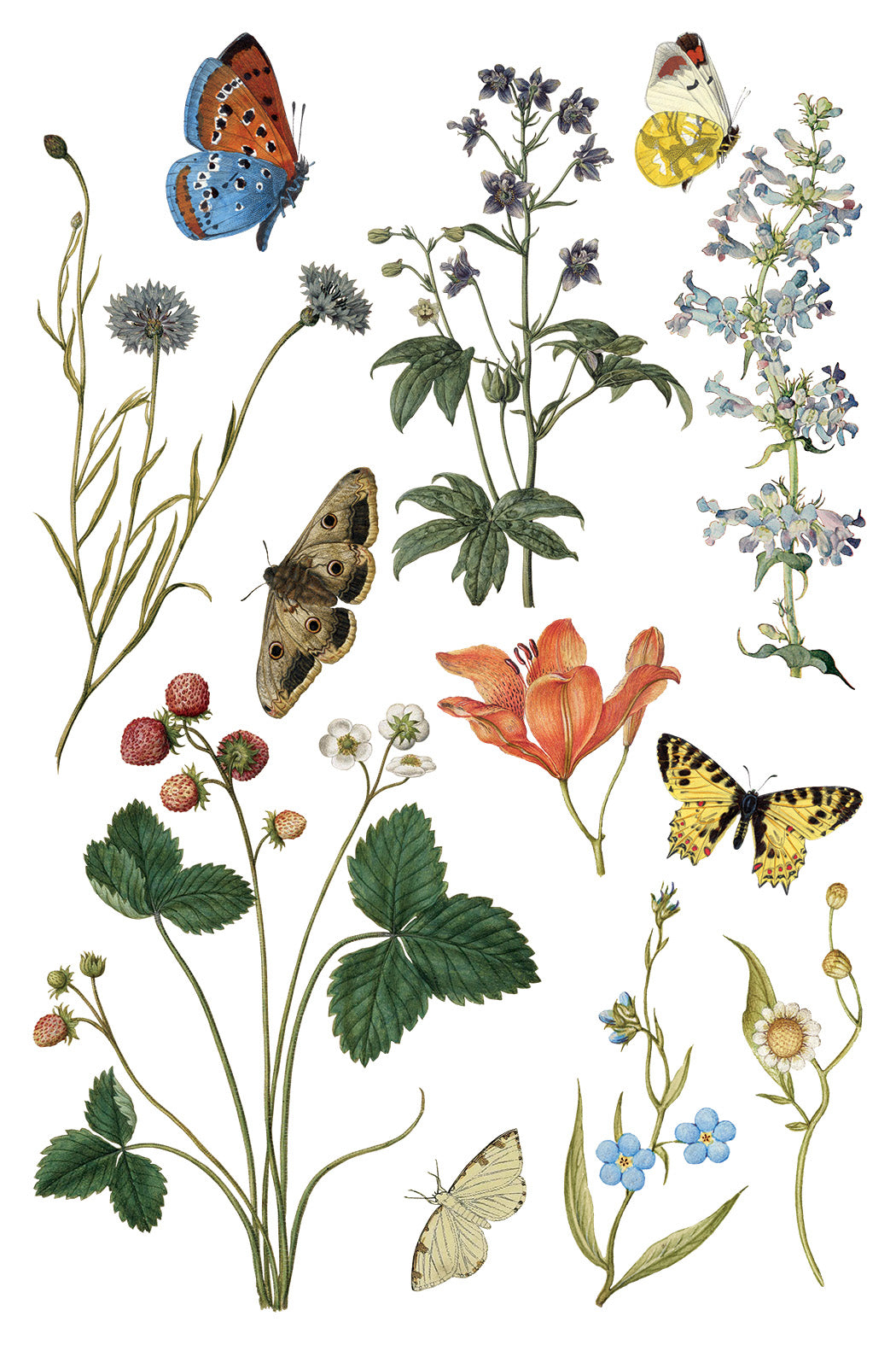 Wilde Bloemen | Transfer | IOD Iron Orchid Designs