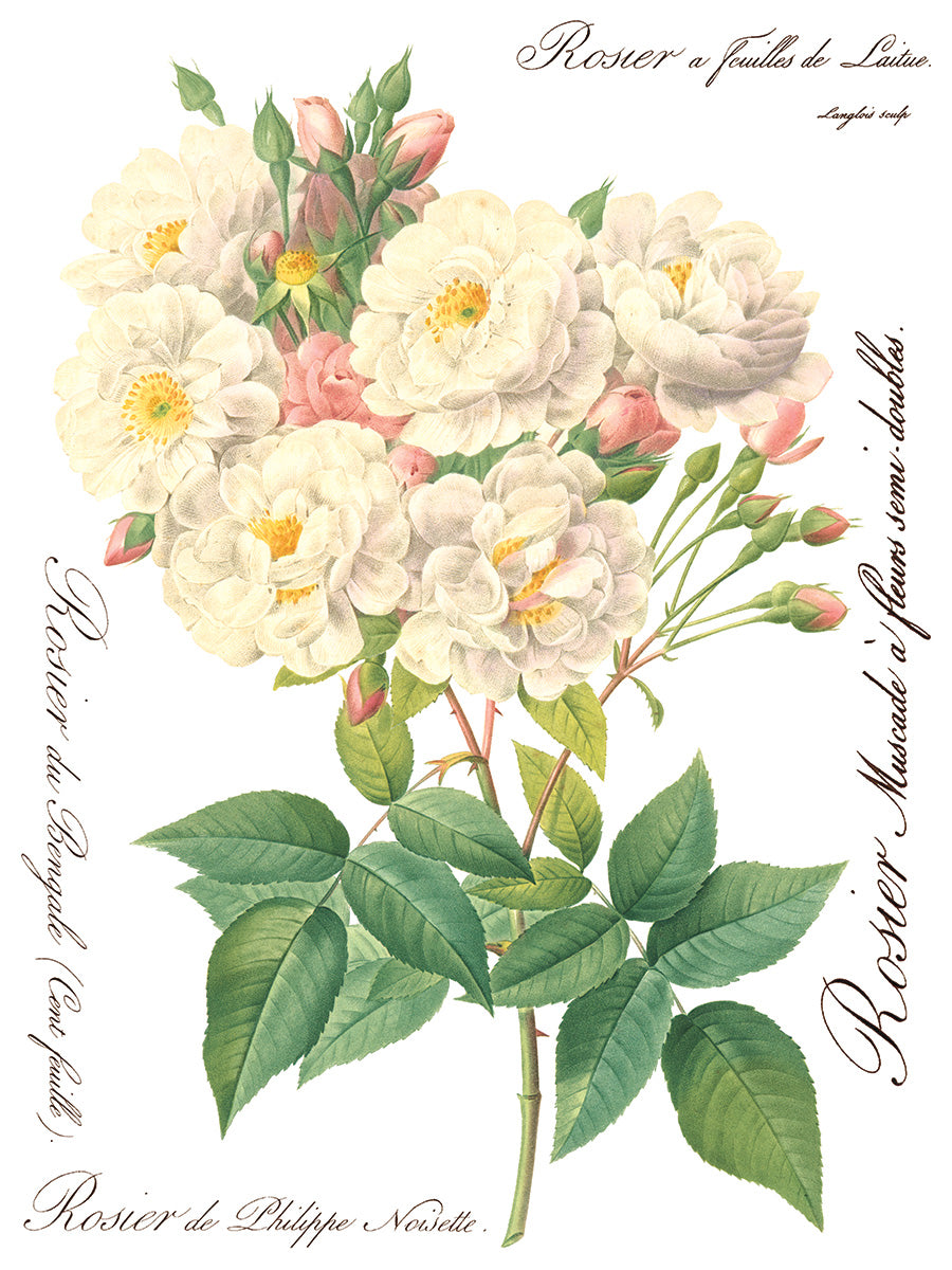 Rose Botanical | Transfer | IOD Iron Orchid Designs
