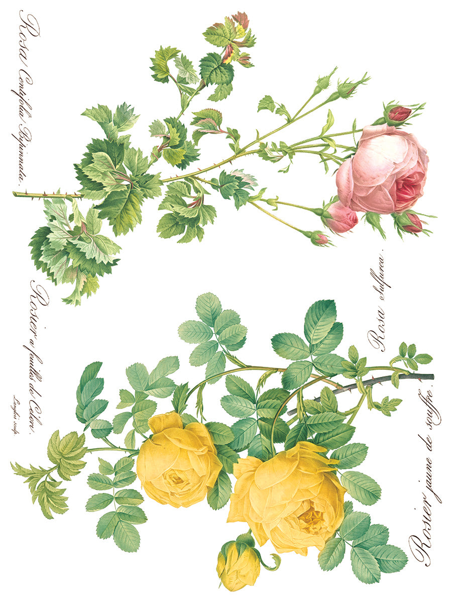 Rose Botanical | IOD Transfer