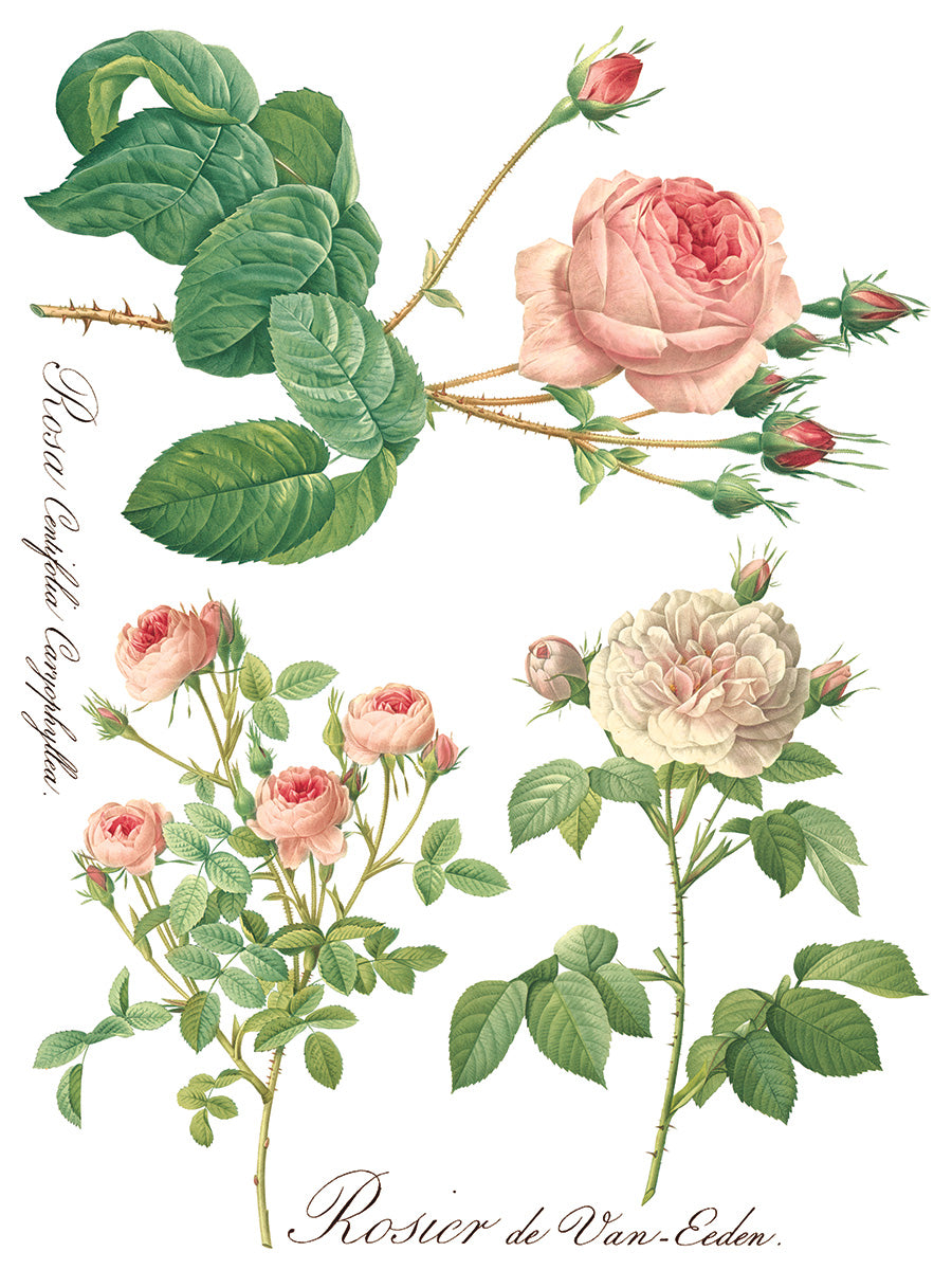 Rose Botanical | IOD Transfer