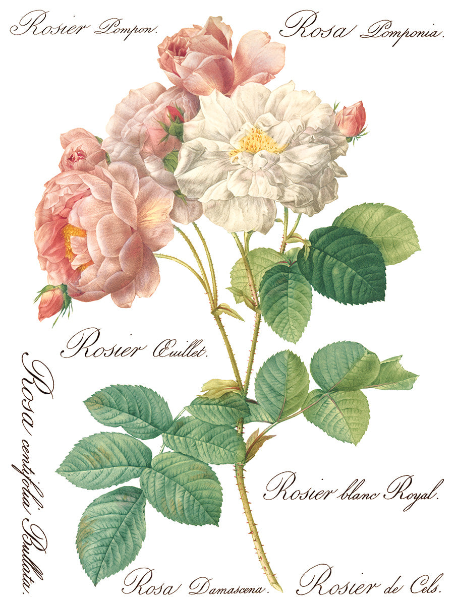 Rose Botanical | IOD Transfer