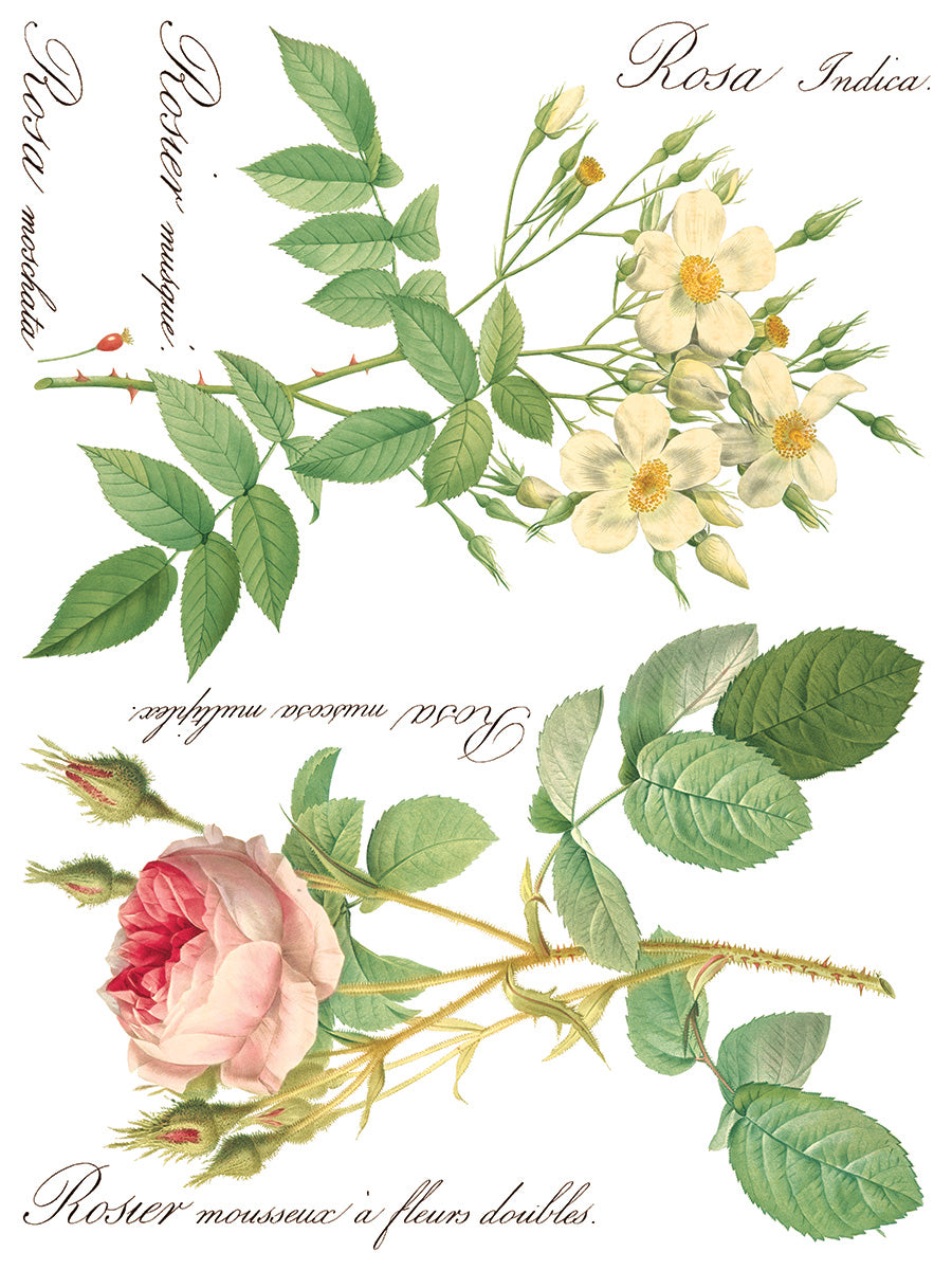 Rose Botanical | IOD Transfer