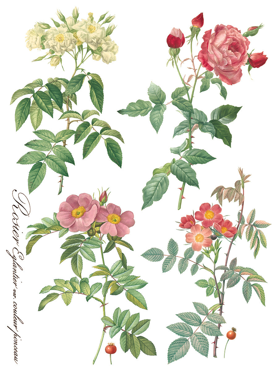 Rose Botanical | Transfer | IOD Iron Orchid Designs