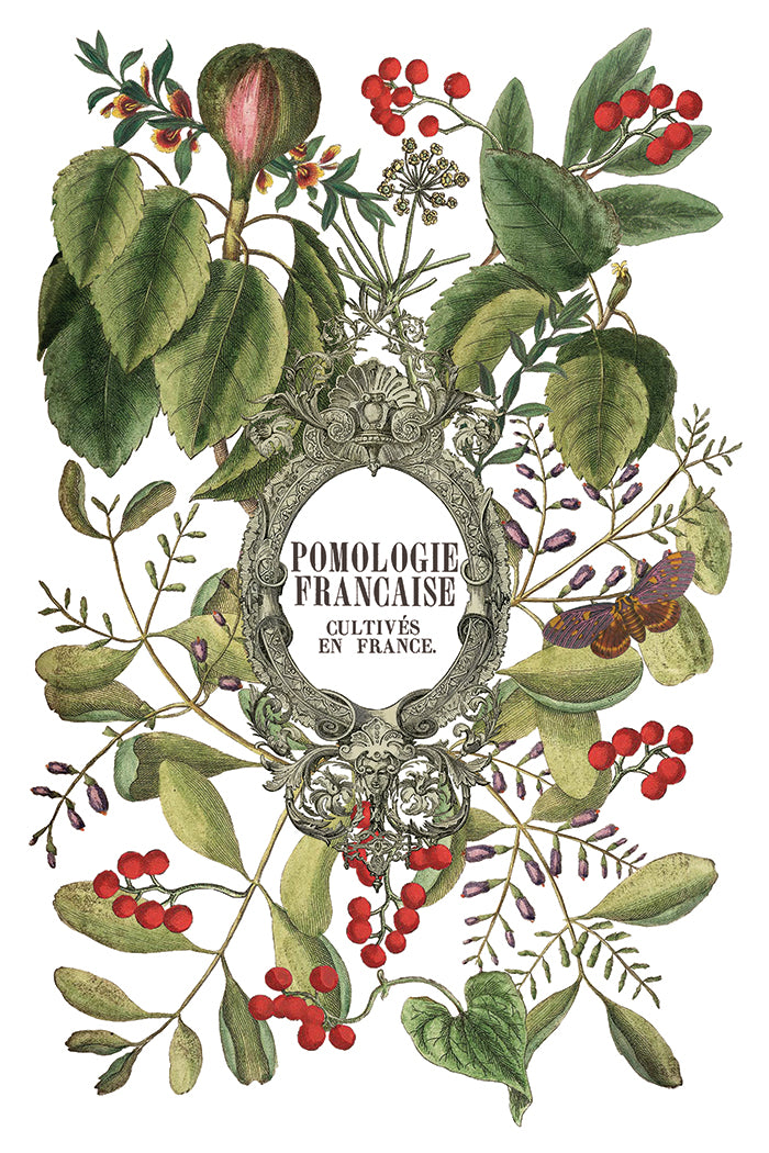 Clementine | Transfer | IOD Iron Orchid Designs