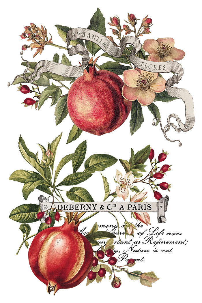 Clementine | Transfer | IOD Iron Orchid Designs