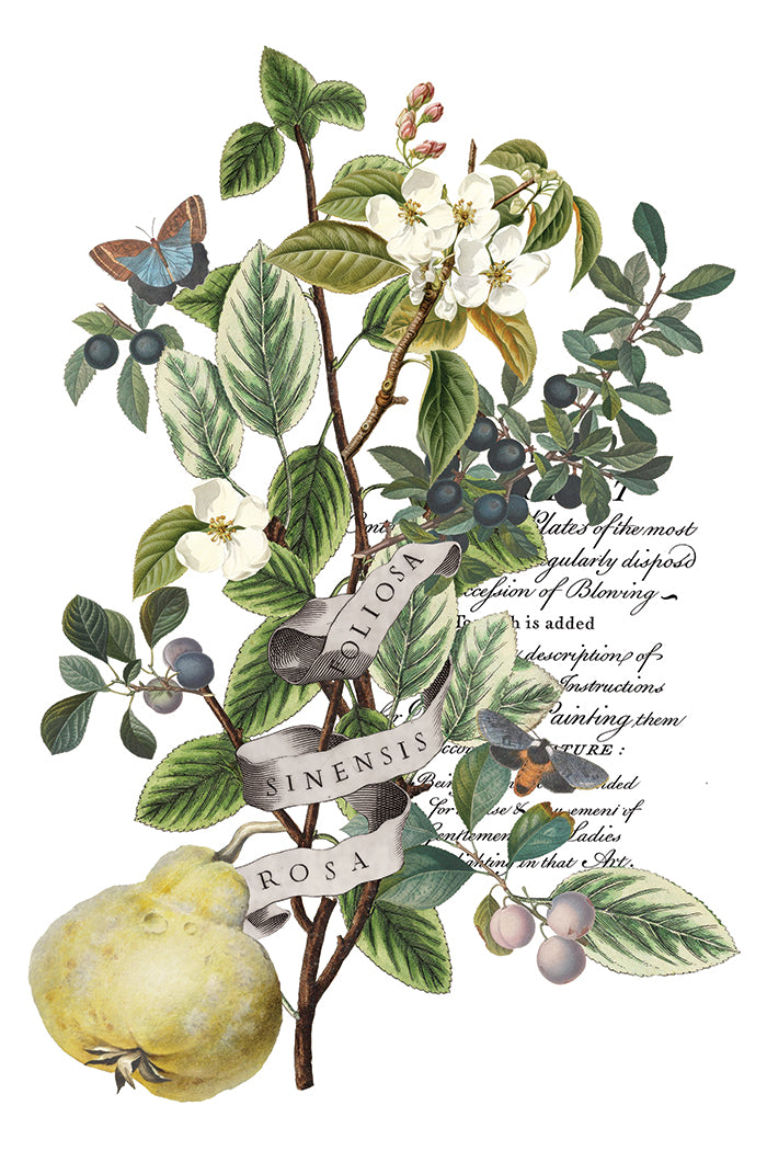 Clementine | Transfer | IOD Iron Orchid Designs