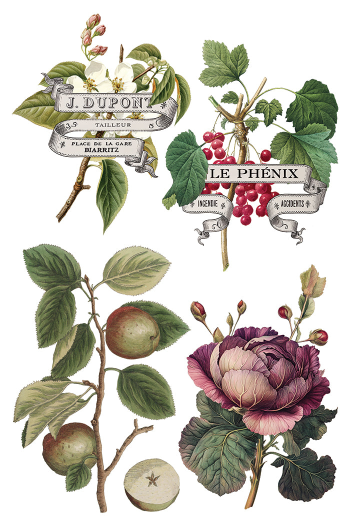 Clementine | Transfer | IOD Iron Orchid Designs