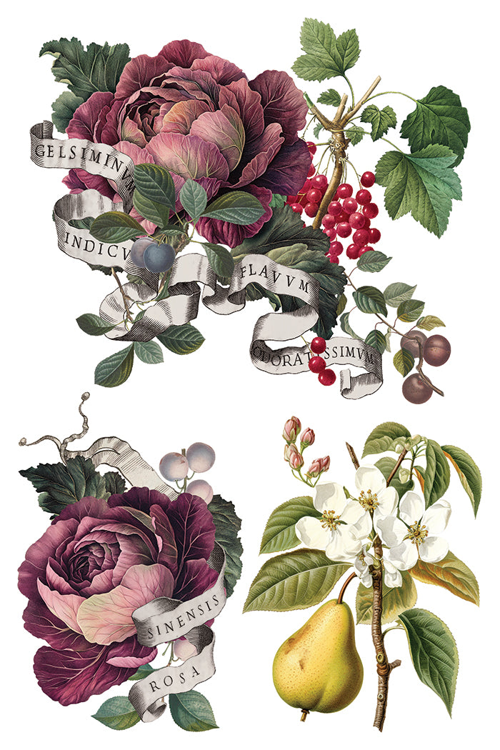 Clementine | Transfer | IOD Iron Orchid Designs