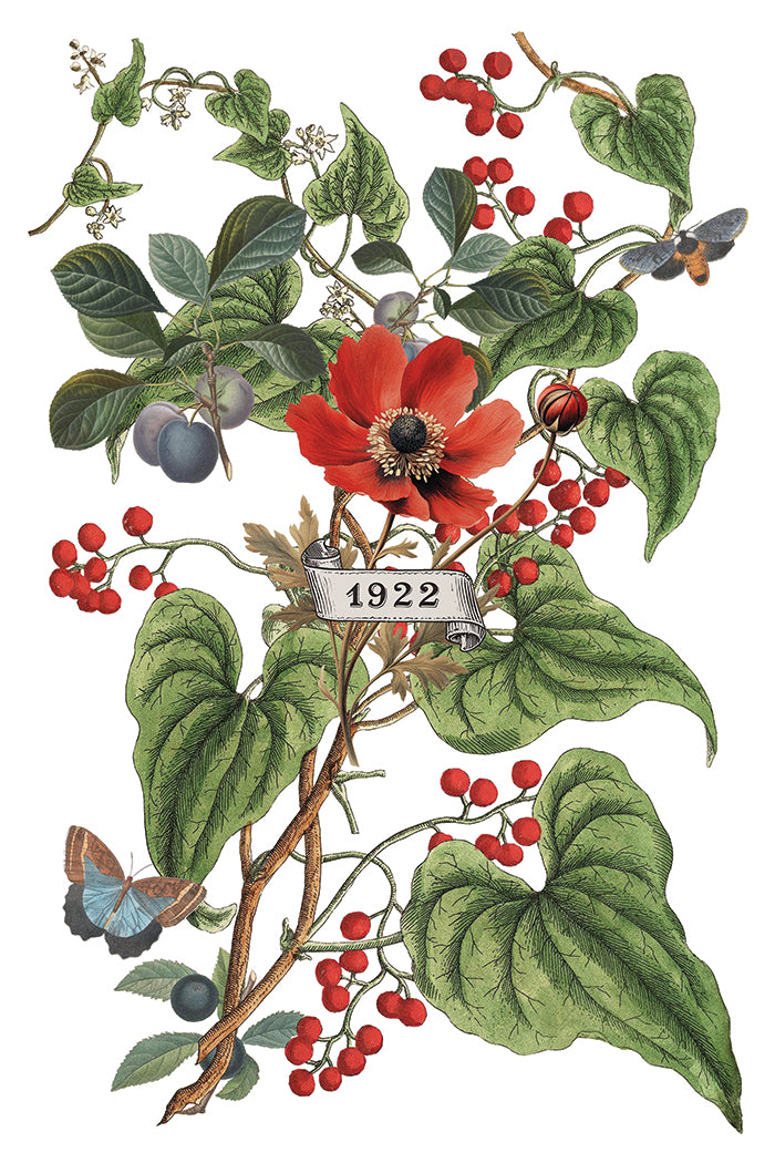 Clementine | Transfer | IOD Iron Orchid Designs