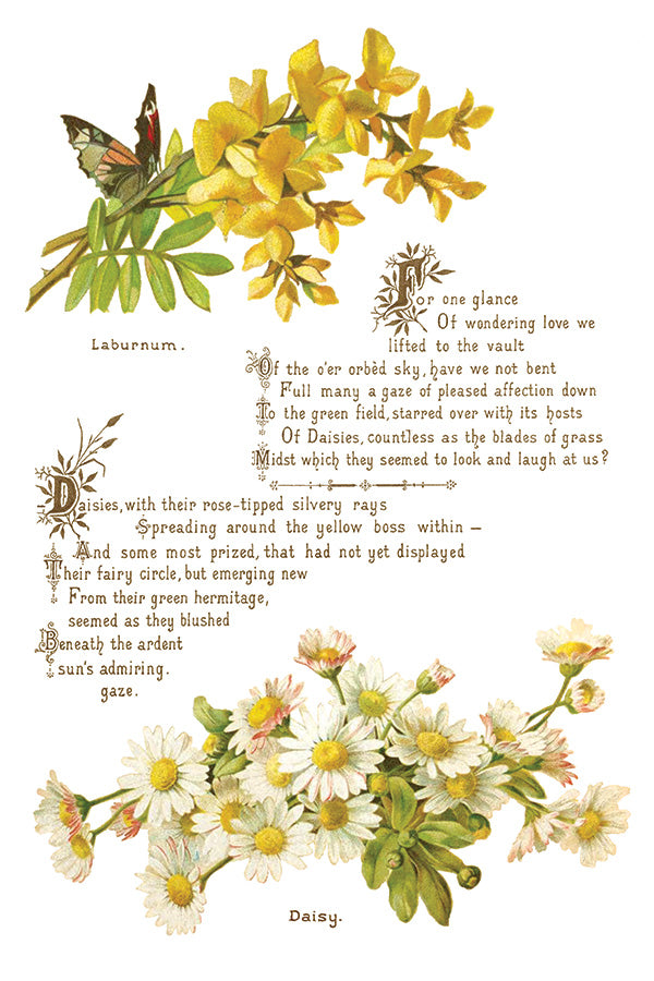 Lover Of Flowers | Transfer | IOD Iron Orchid Designs