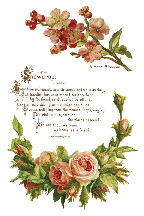 Lover Of Flowers | Transfer | IOD Iron Orchid Designs