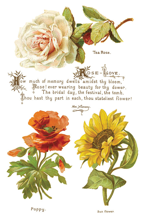 Lover Of Flowers | Transfer | IOD Iron Orchid Designs