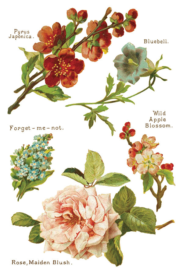 Lover Of Flowers | Transfer | IOD Iron Orchid Designs