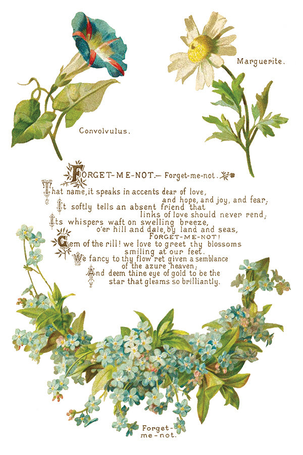 Lover Of Flowers | Transfer | IOD Iron Orchid Designs